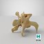 Kangaroo Red Necked Wallaby Lumber Vertebrae L5