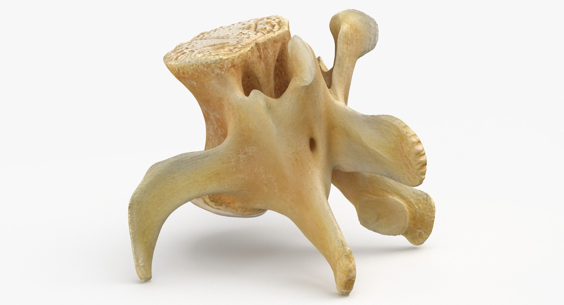 3D Kangaroo Red Necked Wallaby Lumber Vertebrae L5 https://p.turbosquid.com/ts-thumb/9d/M4Iqso/xJ/kangaroo_red_necked_wallaby_lumber_vertebrae_l5_thumbnail_0005/jpg/1692878115/1920x1080/fit_q87/402dbaa2cbbab18ed5ddd5cd3b5ac47973424373/kangaroo_red_necked_wallaby_lumber_vertebrae_l5_thumbnail_0005.jpg