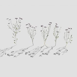 Cornflower Pack