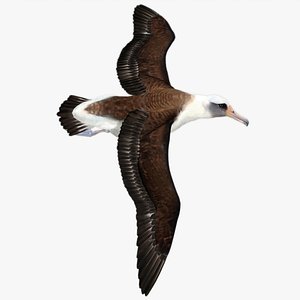 Animated Albatross - Flying Bird