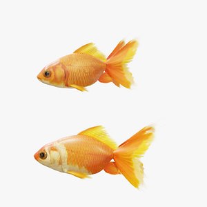 Goldfishes - Two Skins - Rigged and Animated PBR