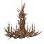 Tall spruce mule deer antle  through real antler chandelier