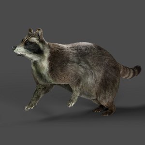 3D Fur Raccoon Rigged  Animation in Blender