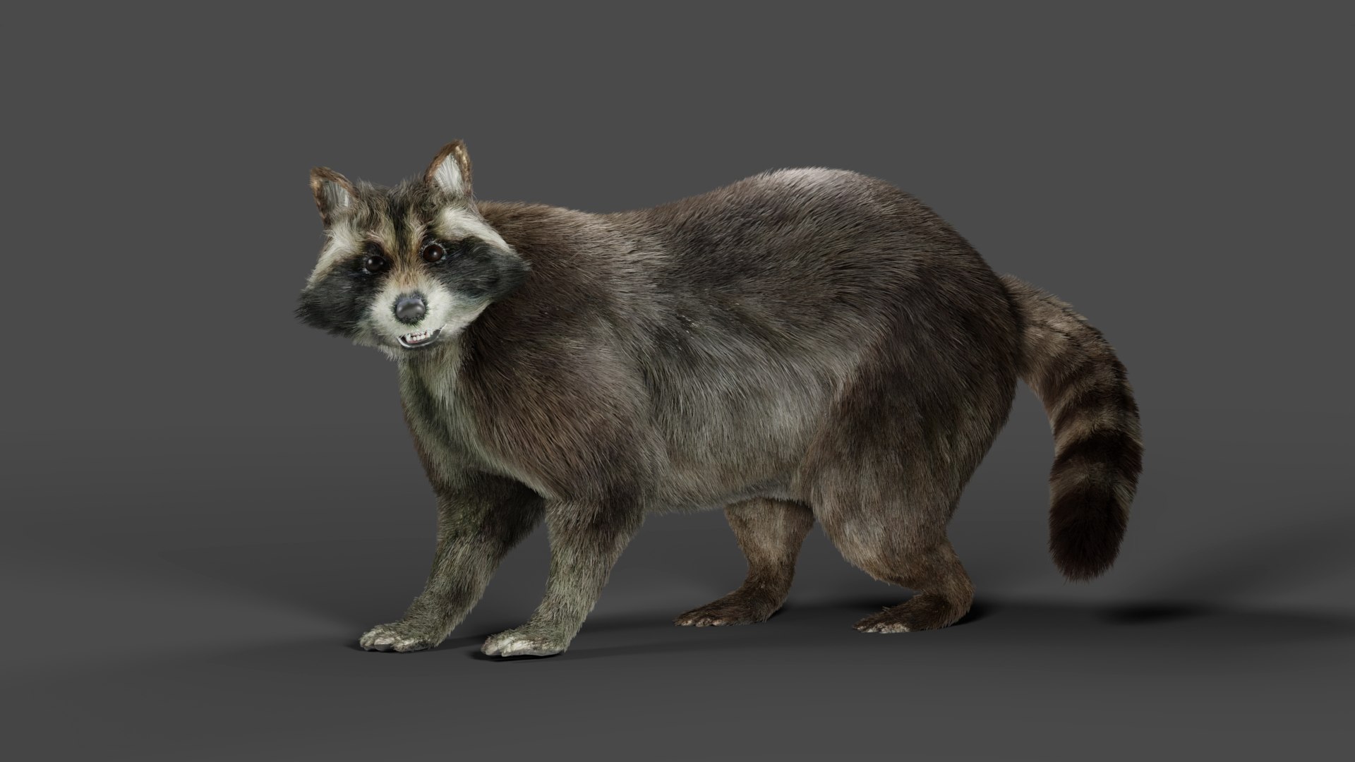 3D Fur Raccoon Rigged Animation In Blender - TurboSquid 2008736