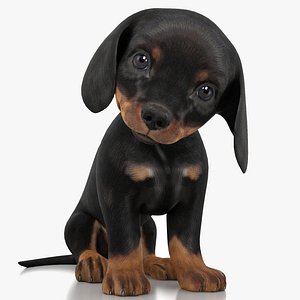 3D Rigged Dachshund Dog Puppy 3D Model