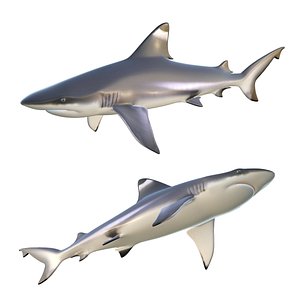 Blacktip Shark model