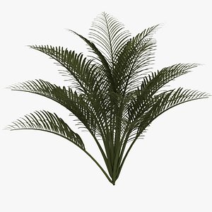 Ground Palm
