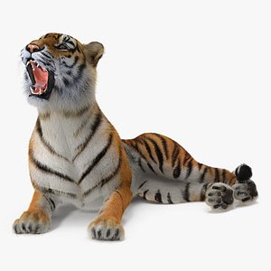 3D tiger rigged fur model