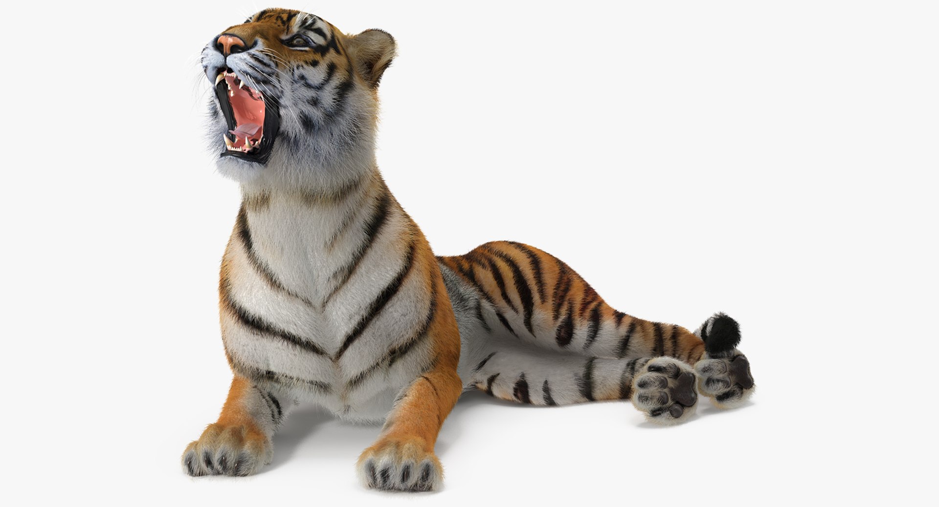 Tiger Rigged with Fur 3D Model 3D model preview