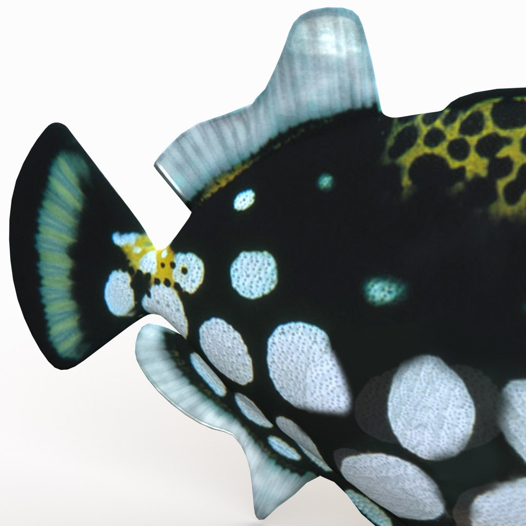 clown trigger fish 3d model