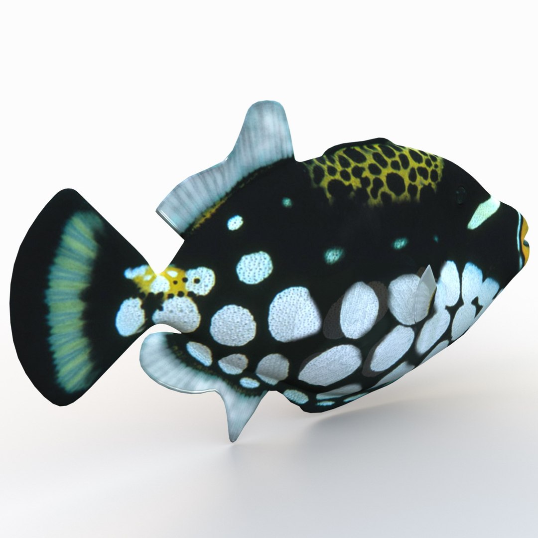 clown trigger fish 3d model
