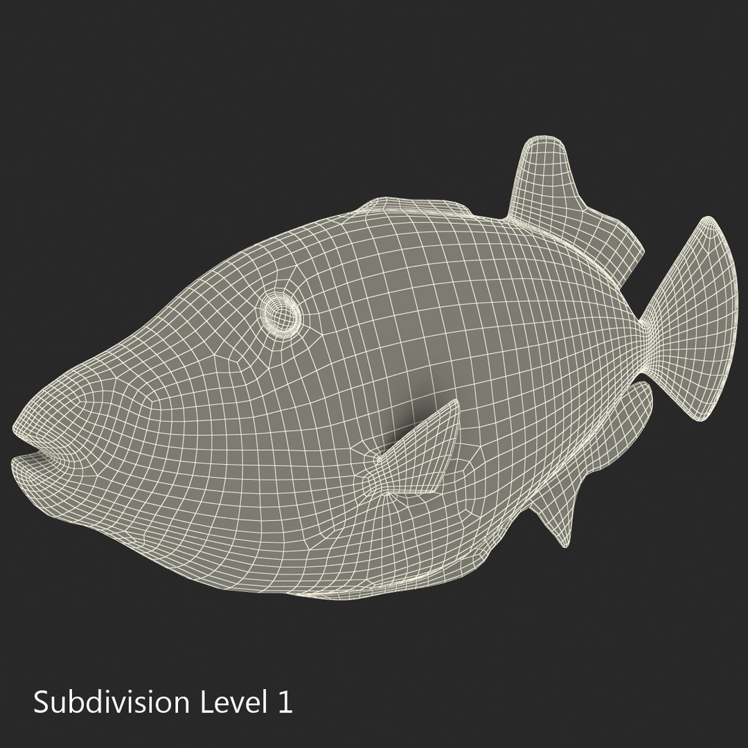 clown trigger fish 3d model