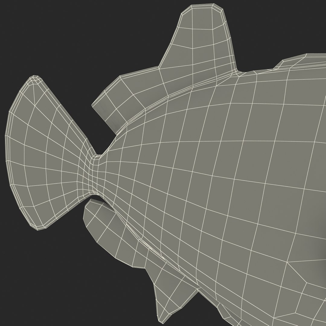 clown trigger fish 3d model