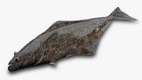 Pacific Halibut - Hippoglossus stenolepis