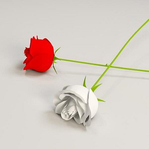 white red rose 3d obj