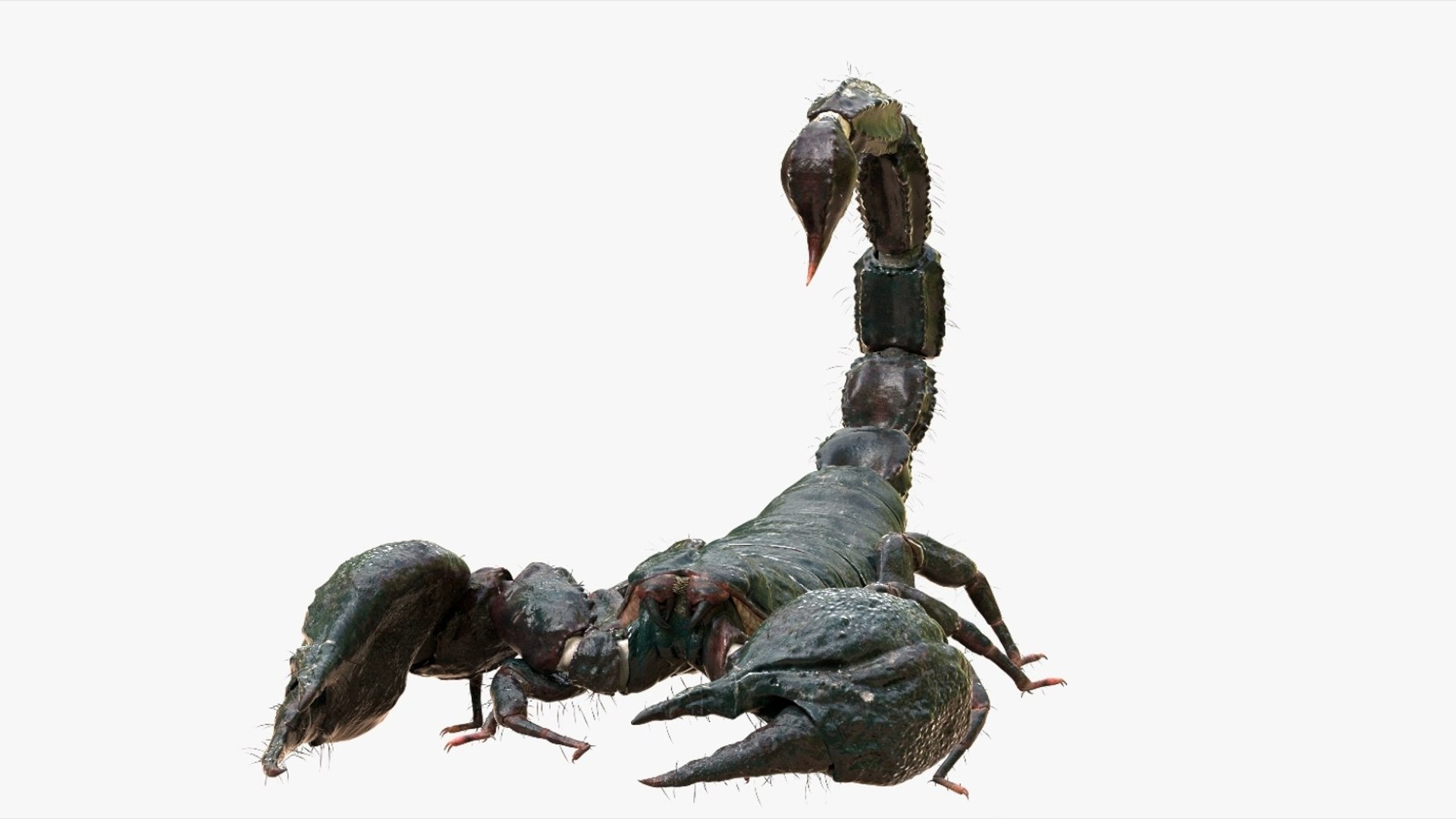 Scorpion Rigged 3D model https://p.turbosquid.com/ts-thumb/9e/K5R6Px/0n/12/jpg/1751000201/1920x1080/fit_q87/257145889d4c1b050504f45a14eceecc102eeadf/12.jpg