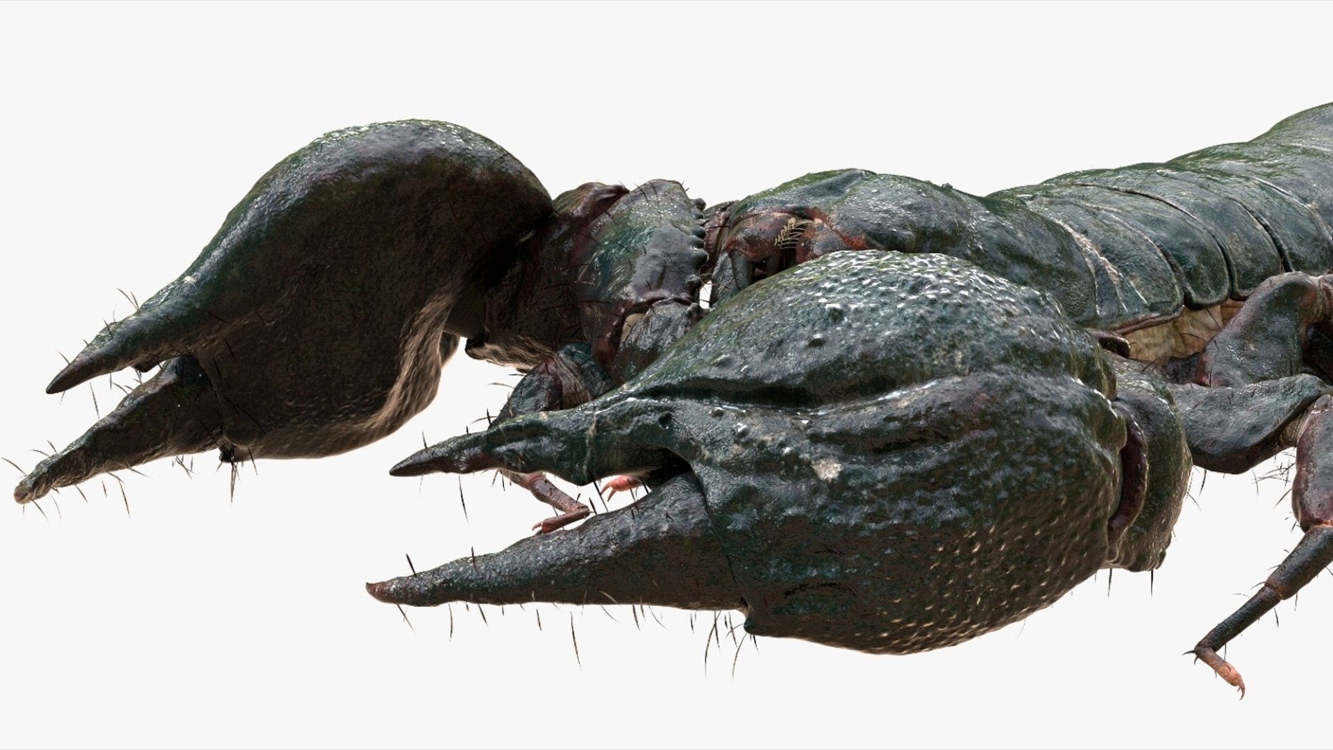 Scorpion Rigged 3D model https://p.turbosquid.com/ts-thumb/9e/K5R6Px/1F/07/jpg/1751000197/1920x1080/fit_q87/98c1a0c14e81f556bd668450644d5d448697e35f/07.jpg
