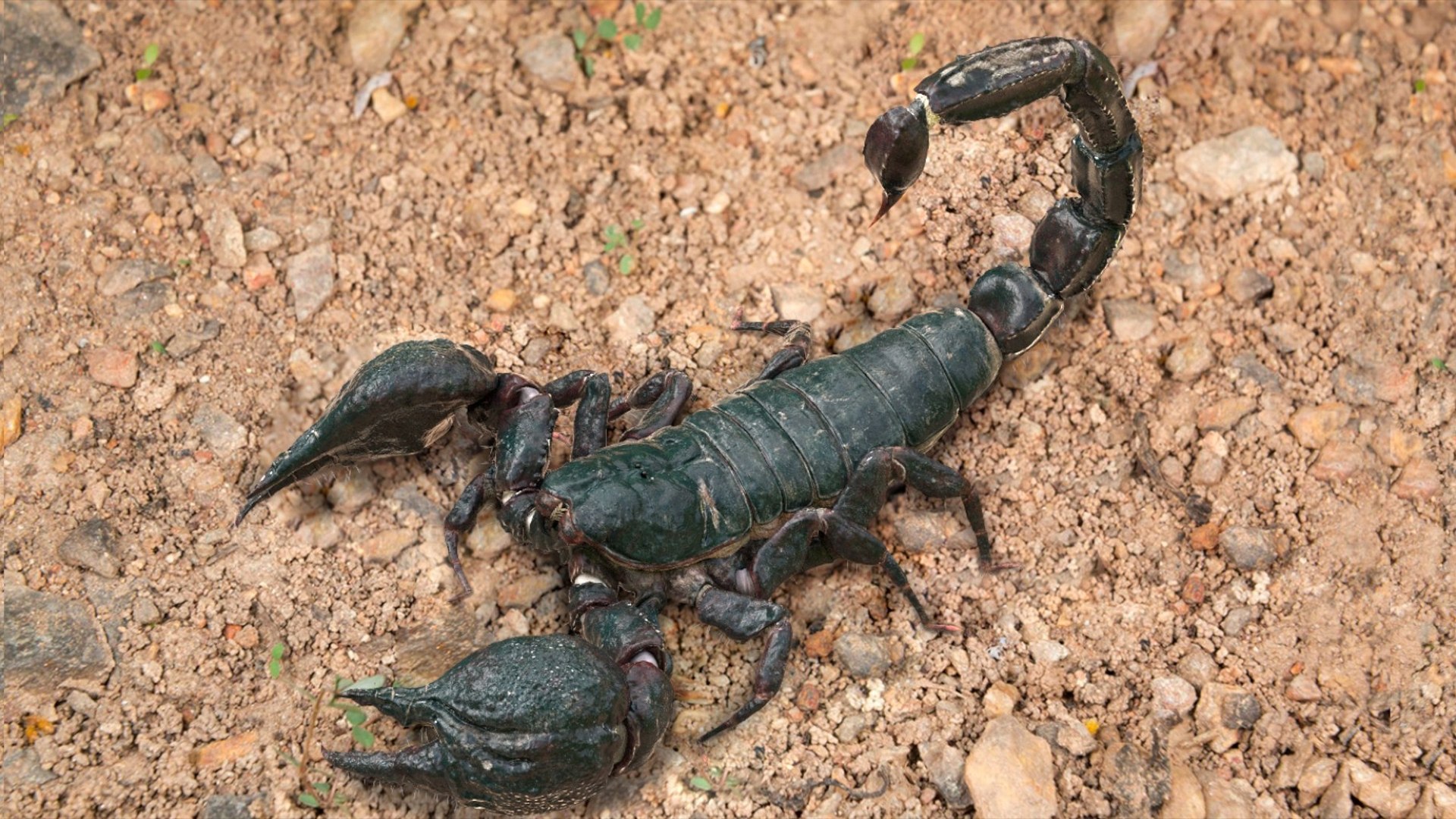 Scorpion Rigged 3D model https://p.turbosquid.com/ts-thumb/9e/K5R6Px/1L/02/jpg/1751000193/1920x1080/fit_q87/f5a4513a4ead7d26fb03bf7c3082bb5e679be3cd/02.jpg