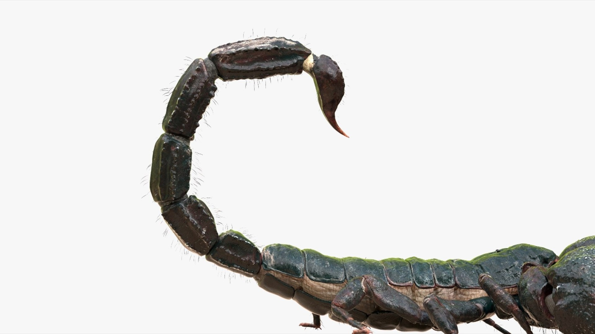 Scorpion Rigged 3D model https://p.turbosquid.com/ts-thumb/9e/K5R6Px/2P/08/jpg/1751000197/1920x1080/fit_q87/59d4309355083ee17d9594f3a0a0e82bcd21b83a/08.jpg