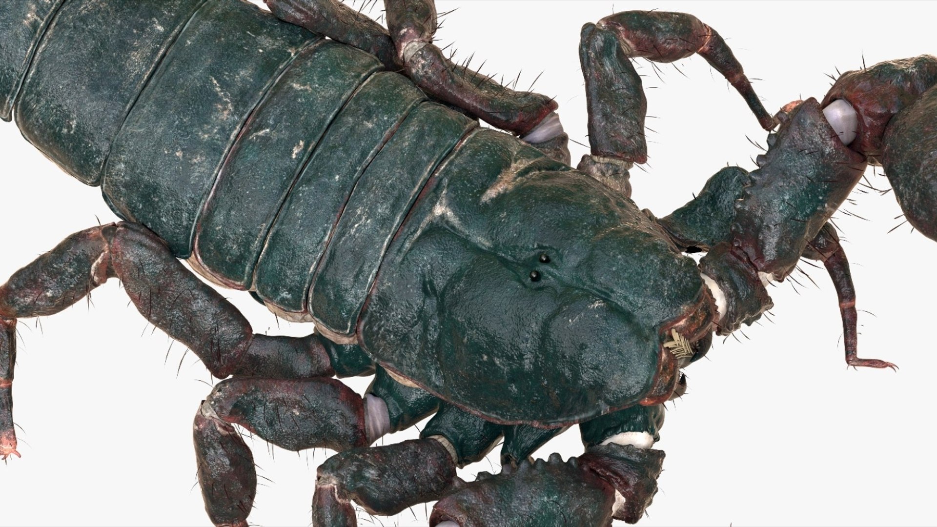 Scorpion Rigged 3D model https://p.turbosquid.com/ts-thumb/9e/K5R6Px/5s/09/jpg/1751000199/1920x1080/fit_q87/369fcf6093bb2c929e6e33db1496f7171eb1f877/09.jpg