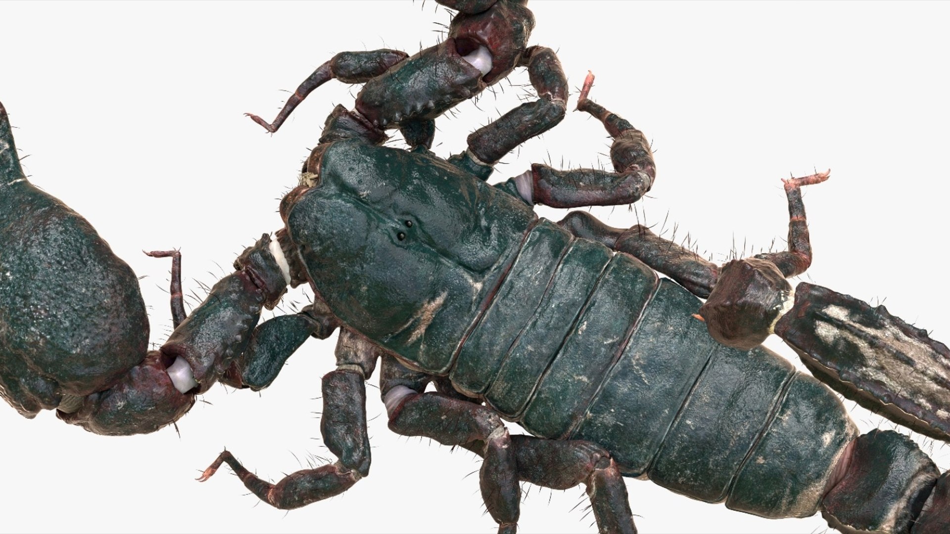 Scorpion Rigged 3D model https://p.turbosquid.com/ts-thumb/9e/K5R6Px/8R/11/jpg/1751000201/1920x1080/fit_q87/d7ad1c77c80824c7c6a297fbd7b6878bb573415c/11.jpg