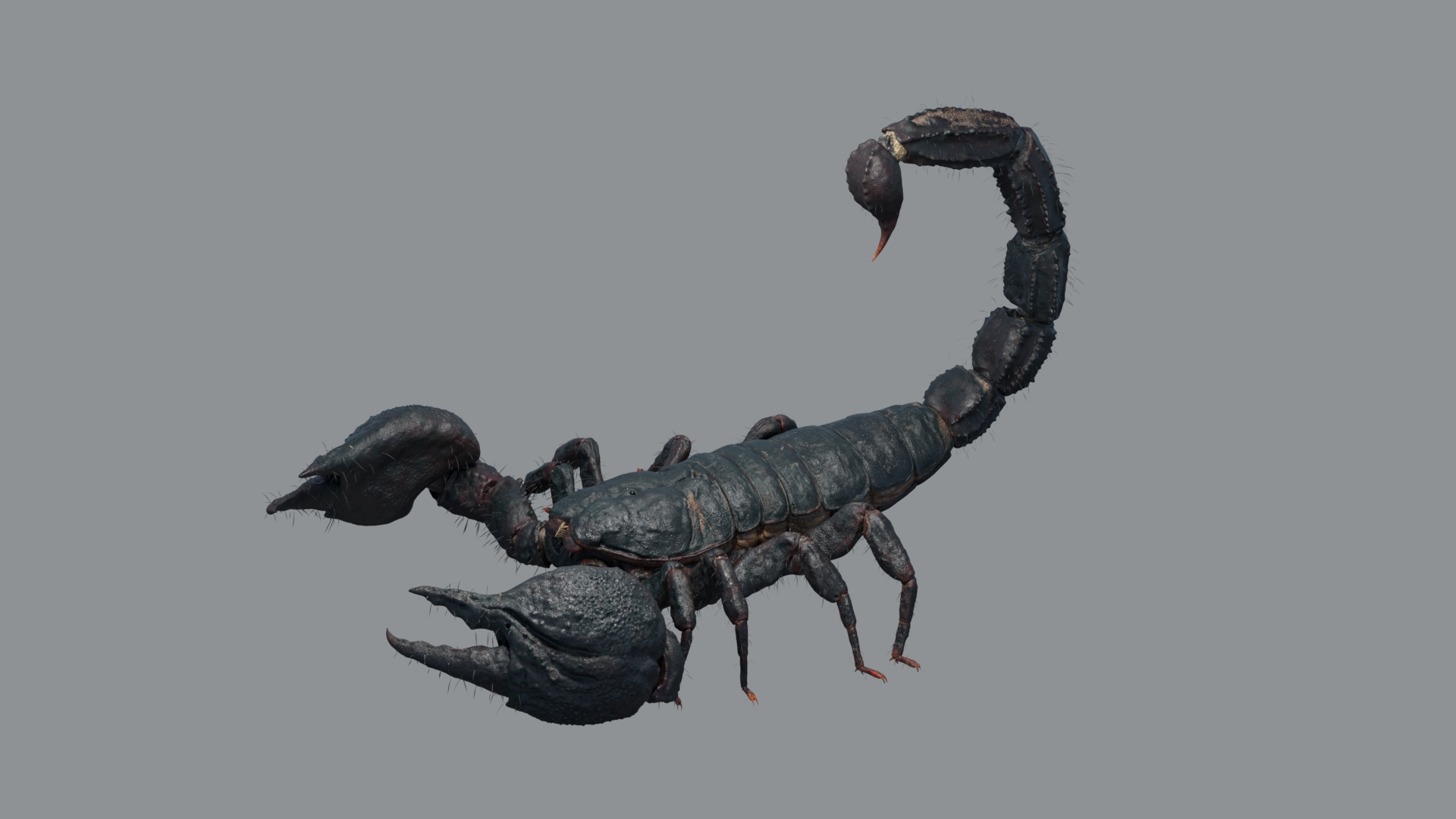 Scorpion Rigged 3D model https://p.turbosquid.com/ts-thumb/9e/K5R6Px/G6/scorpion/jpg/1751000212/1920x1080/turn_fit_q99/5595f0976d201b54dfecc56b865c96c02eab585b/scorpion-1.jpg