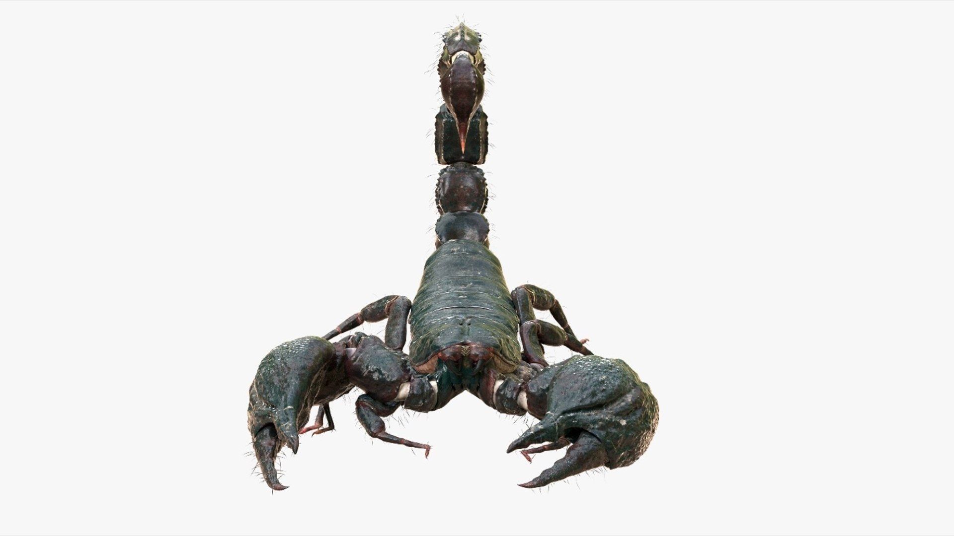 Scorpion Rigged 3D model https://p.turbosquid.com/ts-thumb/9e/K5R6Px/G8/05/jpg/1751000194/1920x1080/fit_q87/1d6530c38f955548e634ca7360383bafd7ed4099/05.jpg