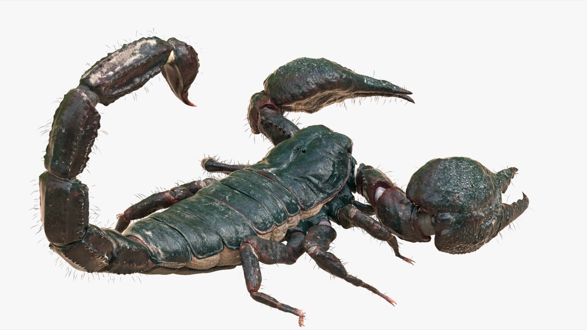 Scorpion Rigged 3D model https://p.turbosquid.com/ts-thumb/9e/K5R6Px/Mo/14/jpg/1751000203/1920x1080/fit_q87/40bf999c38b370dca14700dc4b6ac627f1829985/14.jpg