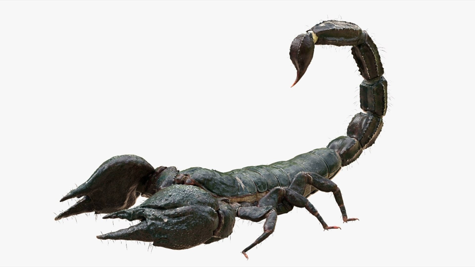 Scorpion Rigged 3D model https://p.turbosquid.com/ts-thumb/9e/K5R6Px/VW/03/jpg/1751000193/1920x1080/fit_q87/75144624d951127ff60bf166c3532965301e7849/03.jpg