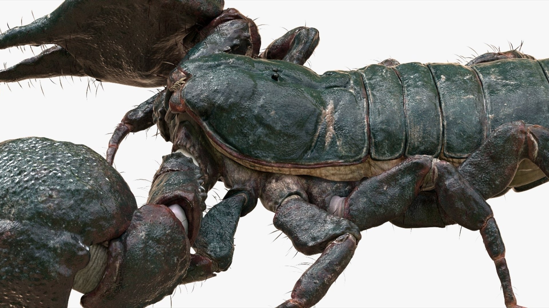 Scorpion Rigged 3D model https://p.turbosquid.com/ts-thumb/9e/K5R6Px/Vw/13/jpg/1751000203/1920x1080/fit_q87/7d38a661662e0b54abdcb70d842c0cbae34d1ecc/13.jpg