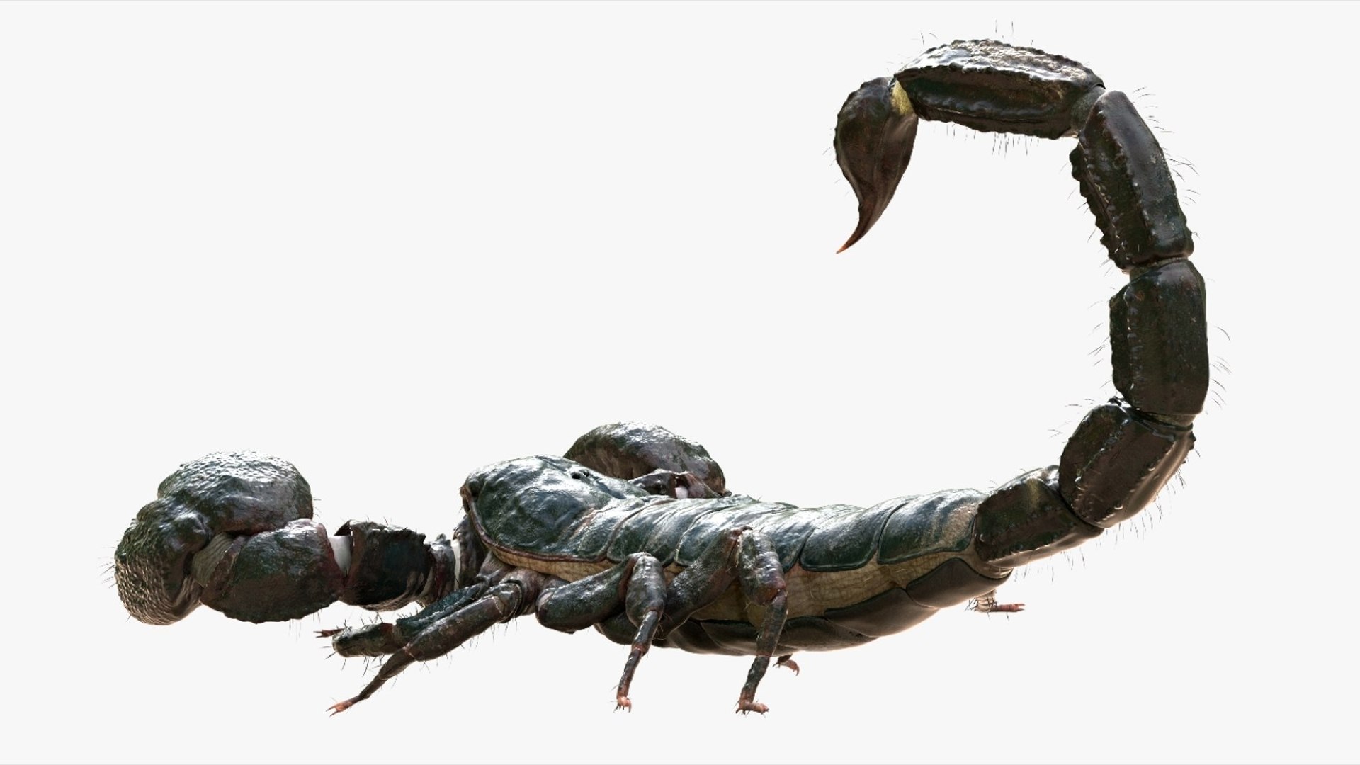 Scorpion Rigged 3D model https://p.turbosquid.com/ts-thumb/9e/K5R6Px/ms/06/jpg/1751000196/1920x1080/fit_q87/48c68448f3f1d00c900aed92e0ba7dc0193ea840/06.jpg