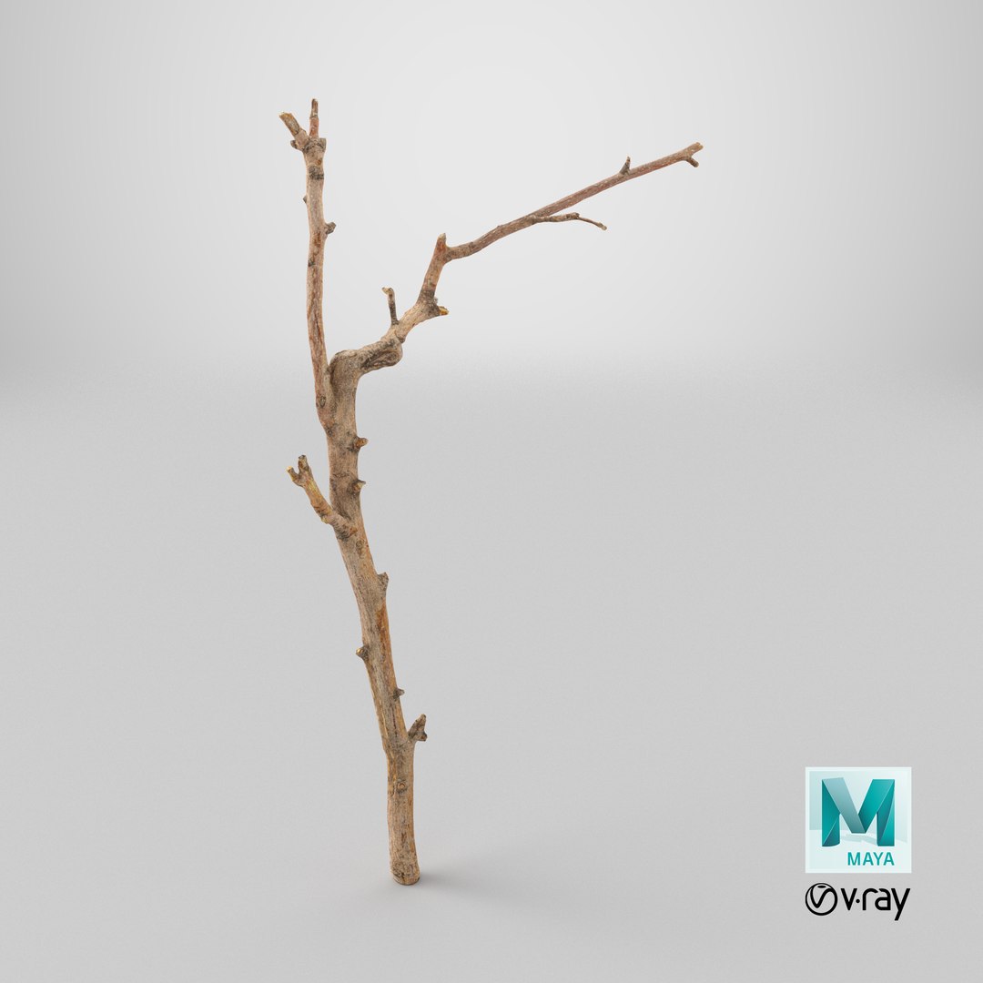 Scanned Sprig 17 StemCell 3D https://p.turbosquid.com/ts-thumb/9e/WJ3Efo/0N/stemcell_maya_vray_render/png/1745838904/1920x1080/fit_q87/1842d6628996a2a7a0d8b423de1fa8287ee4fbaf/stemcell_maya_vray_render.jpg