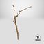 Cellula staminale Sprig 17 scansionata