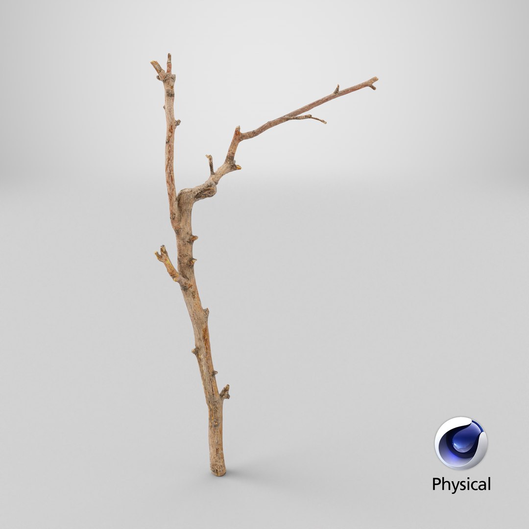 Scanned Sprig 17 StemCell 3D https://p.turbosquid.com/ts-thumb/9e/WJ3Efo/jL/stemcell_cinema_4d_physical_render/png/1745838907/1920x1080/fit_q87/6344becb22f5d975b7906474c68e8755aec788b3/stemcell_cinema_4d_physical_render.jpg