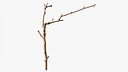 Scanned Sprig 17 StemCell