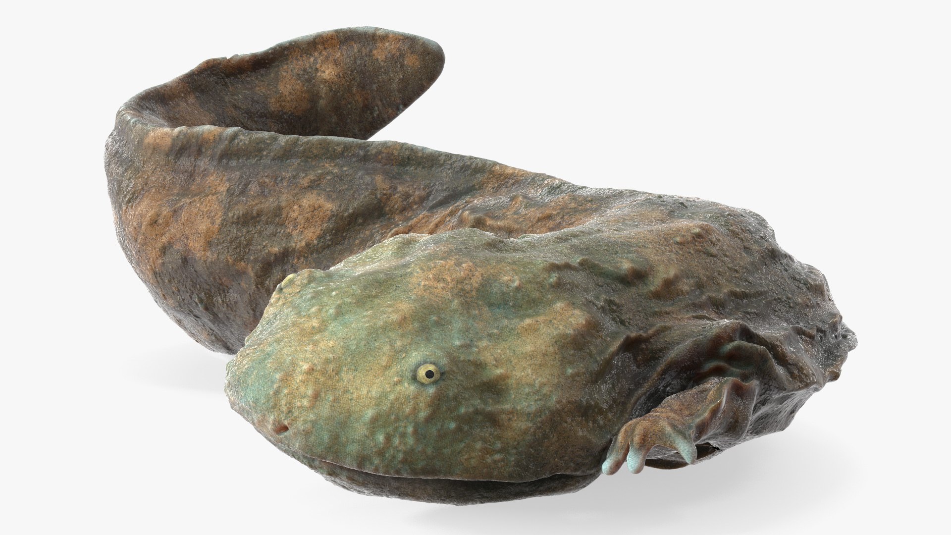 Andrias Davidianus Light Wet Lying 3D Model - TurboSquid 2232400