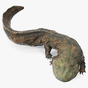 Andrias Davidianus Light Wet Lying