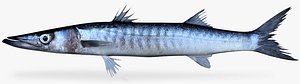 3d model mexican barracuda