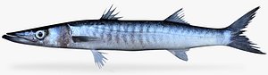 Mexican Barracuda