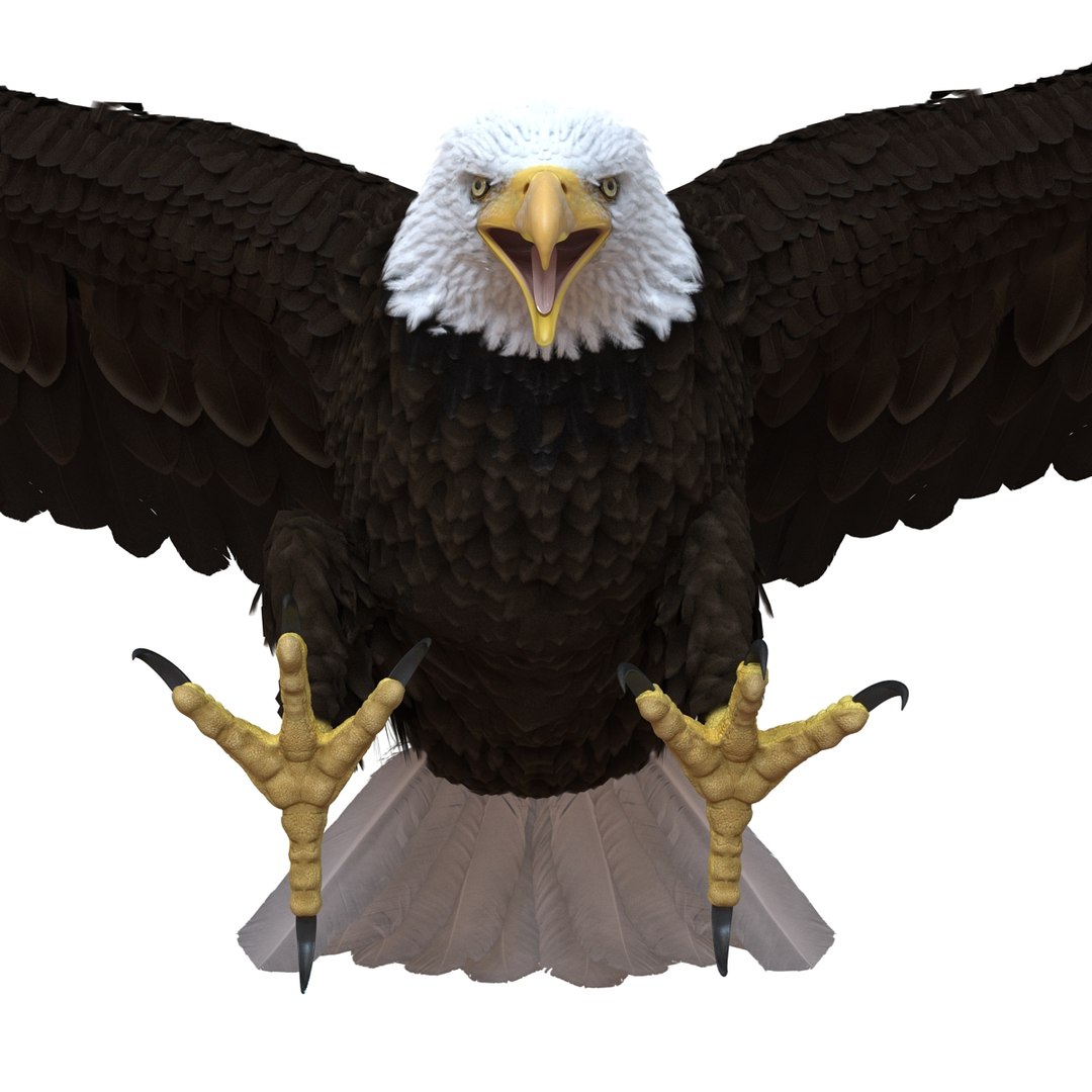 bald eagle pose 2 3d max https://p.turbosquid.com/ts-thumb/9e/dU9jtf/1EzBq5PB/baldleagle3dsmodel09/jpg/1446809465/1920x1080/fit_q87/72f6576a474c2619b0e7e3c742b7ea4d3c272926/baldleagle3dsmodel09.jpg