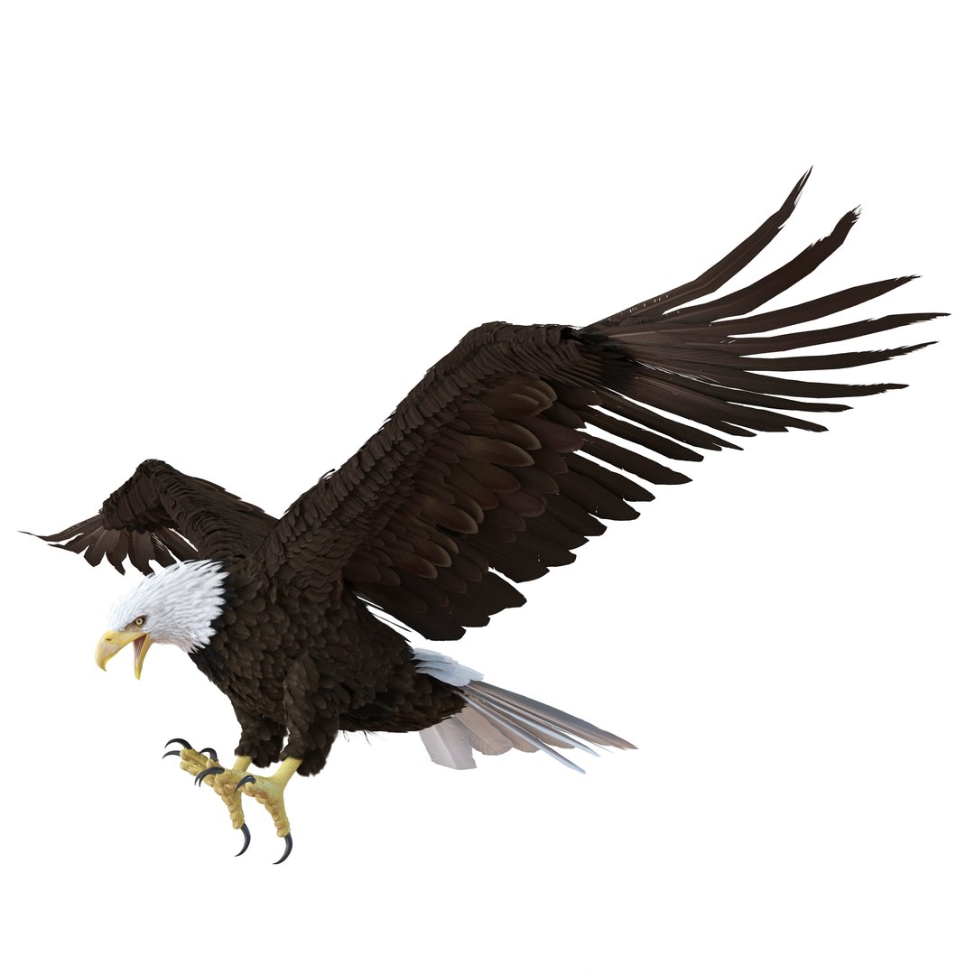 bald eagle pose 2 3d max https://p.turbosquid.com/ts-thumb/9e/dU9jtf/2HHFm1d0/baldleagle3dsmodel02/jpg/1446809464/1920x1080/fit_q87/171da135723fddfaebd7b47e5657b316d049b086/baldleagle3dsmodel02.jpg