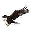 Bald Eagle Pose 2