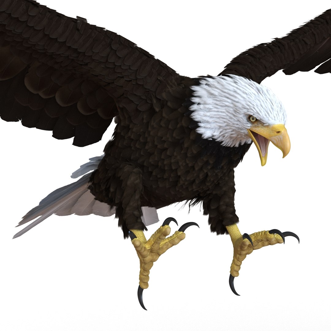 Bald Eagle Pose 2 3D model preview