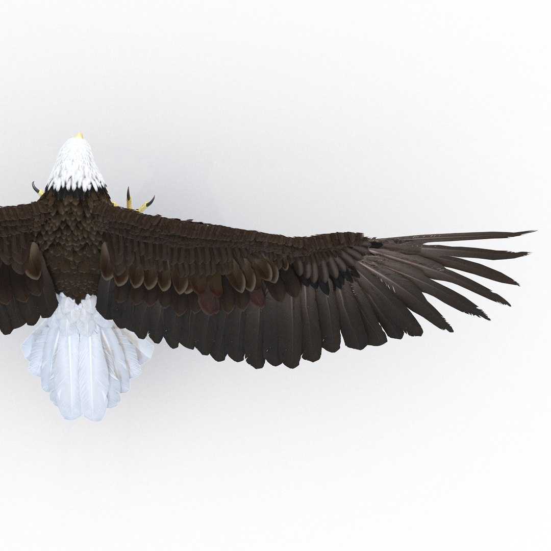 bald eagle pose 2 3d max https://p.turbosquid.com/ts-thumb/9e/dU9jtf/8MCrabkm/baldleagle3dsmodel17/jpg/1446809465/1920x1080/fit_q87/3ce44bdedb0a27acc252744c0f9d369a9990a4c5/baldleagle3dsmodel17.jpg