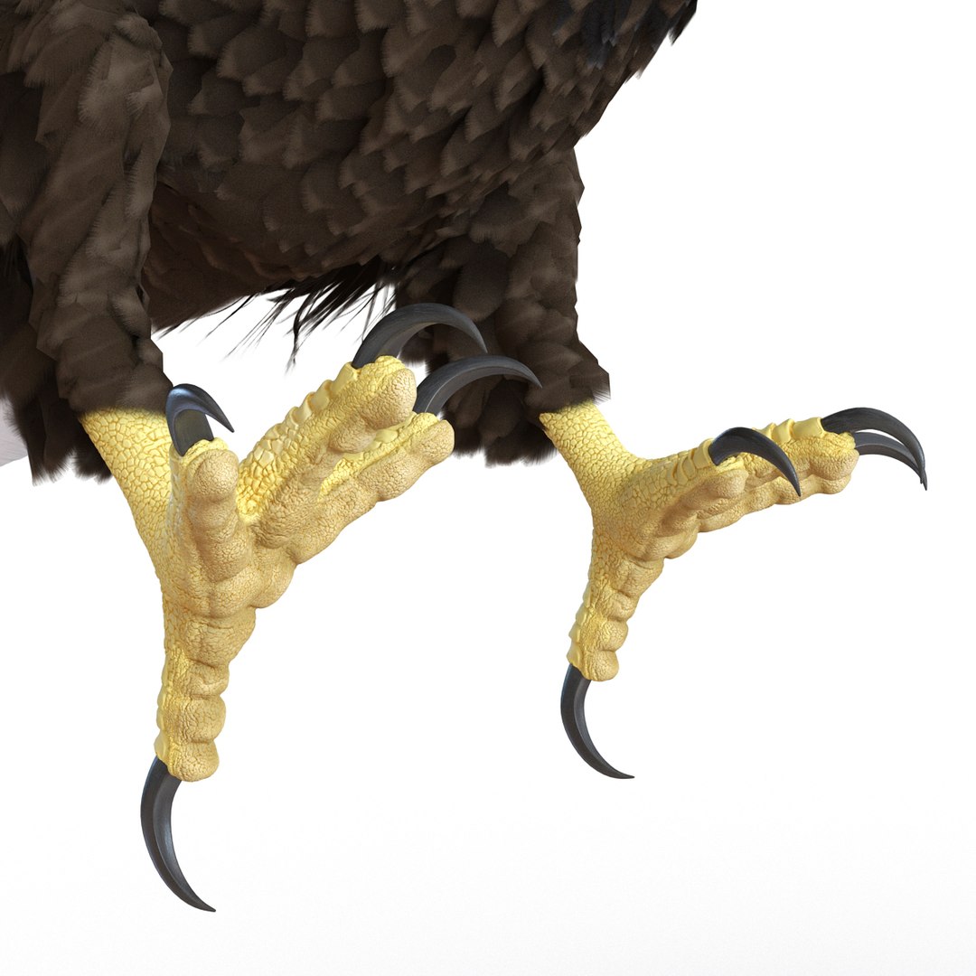 bald eagle pose 2 3d max https://p.turbosquid.com/ts-thumb/9e/dU9jtf/L6FJAf7S/baldleagle3dsmodel15/jpg/1446809465/1920x1080/fit_q87/09fa20fc442a304ea0731ba750b07778788ebc66/baldleagle3dsmodel15.jpg