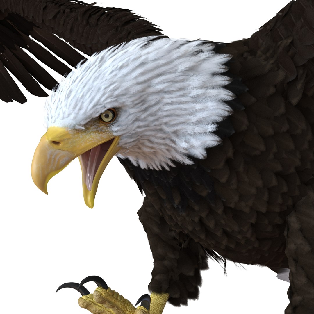 bald eagle pose 2 3d max https://p.turbosquid.com/ts-thumb/9e/dU9jtf/RxnFjVO4/baldleagle3dsmodel12/jpg/1446809465/1920x1080/fit_q87/139ff79e74a44b5212ff3092202a571eaf56309f/baldleagle3dsmodel12.jpg