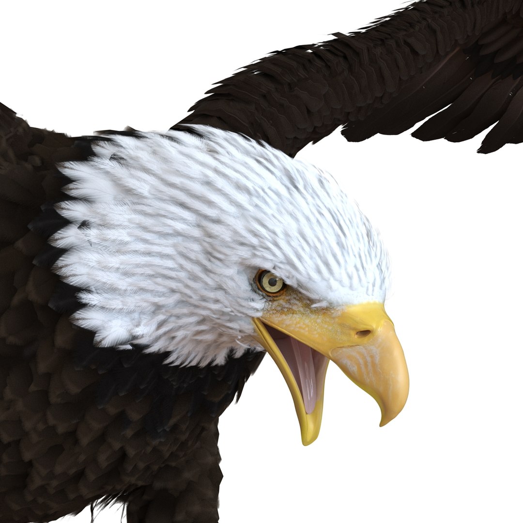 bald eagle pose 2 3d max https://p.turbosquid.com/ts-thumb/9e/dU9jtf/SKvIEzWp/baldleagle3dsmodel11/jpg/1446809465/1920x1080/fit_q87/fe9011ad3903857cdee80bcc9864e9251b3251e8/baldleagle3dsmodel11.jpg