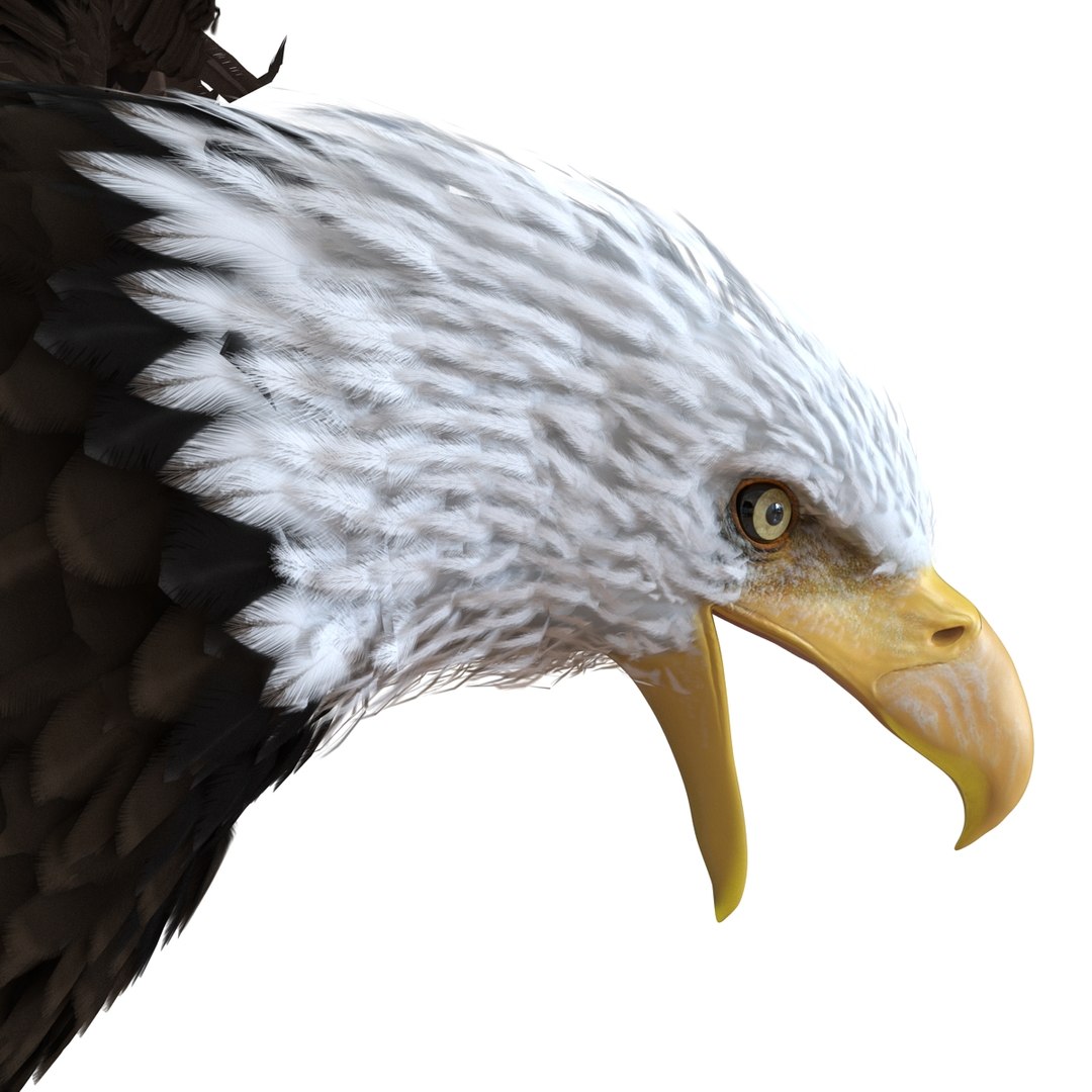 bald eagle pose 2 3d max https://p.turbosquid.com/ts-thumb/9e/dU9jtf/TsHweZhe/baldleagle3dsmodel13/jpg/1446809465/1920x1080/fit_q87/f843de507813fcf36f78b86029dd2ecc46018f4d/baldleagle3dsmodel13.jpg