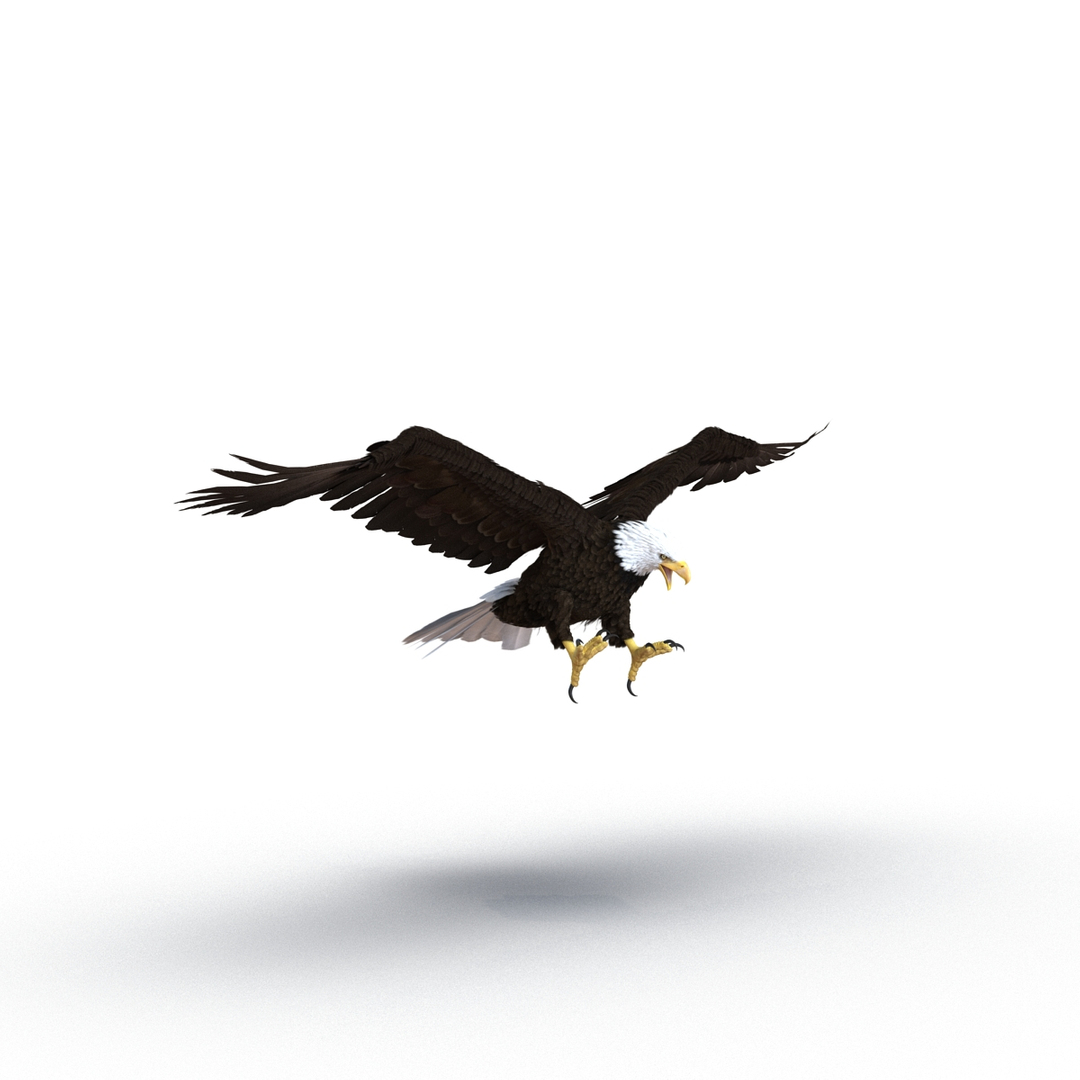bald eagle pose 2 3d max https://p.turbosquid.com/ts-thumb/9e/dU9jtf/UL8kyLqe/bald_eagle_pose_2_360/jpg/1446809492/1920x1080/turn_fit_q99/7e0f8d0e28dd75adfb26c5f79866627cdbd6ab1b/bald_eagle_pose_2_360-1.jpg