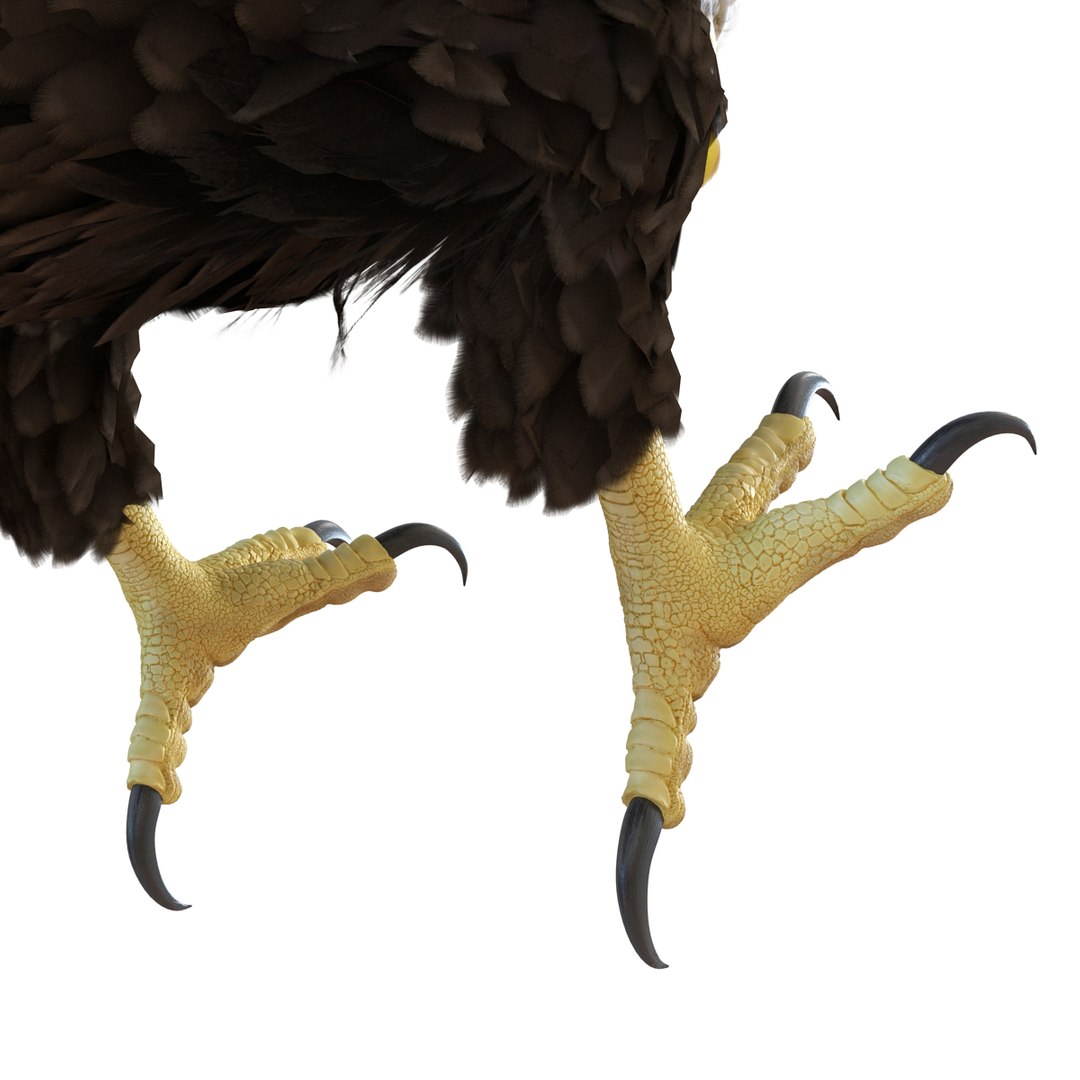 bald eagle pose 2 3d max https://p.turbosquid.com/ts-thumb/9e/dU9jtf/aqDIXJ2F/baldleagle3dsmodel14/jpg/1446809465/1920x1080/fit_q87/26f2ebbf6fd1d95ffff085eed55fcaa0af3d00d7/baldleagle3dsmodel14.jpg